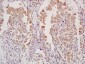 TMEM176A Rabbit pAb
